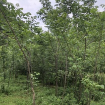 贵州黄柏苗厚皮，一年两年三年四苗，自家基地