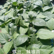 大量批发辣椒苗