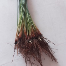 灯芯草种苗