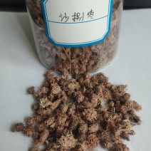 沙拐枣种子