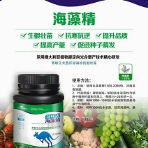 【海藻精】500克/瓶，20%海藻酸，进口泡叶藻，生根抗逆性