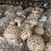 新鲜香菇