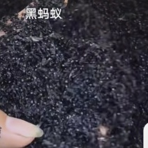 贵州黑蚂蚁