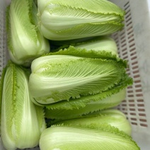 龙牙菜，常年有货，关系抢购