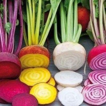 红甜菜基地专业供应新鲜甜菜根脱水加工出口外贸市场