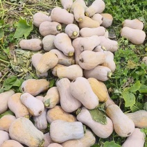 小金香南瓜，香糯品质口感很好，皮毛漂亮耐储存