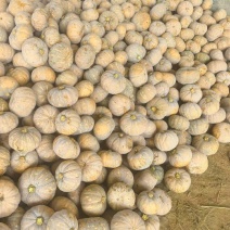 盘龙204南瓜，肉厚甜糯，大量供应货源充足，皮毛漂亮