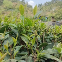 广西六堡茶