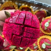 广西红心火龙果金都一号基地直销大量现货