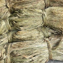 苎麻、四川苎麻
