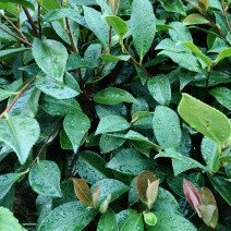 油茶苗