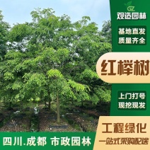 乔木红榉树苗四川工程行道树大型景观绿化苗木朴树丛生榉树大