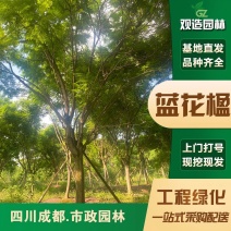 蓝花楹树四川园林工程树绿化树合欢树苗木桂花树庭院别墅行道