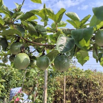 钦蜜九号百香果
