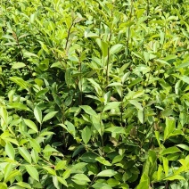 油茶苗
