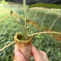 益智苗