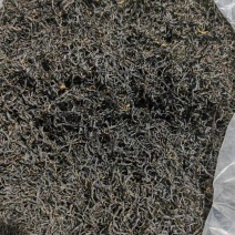 贵州高山种植正山小种红茶