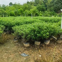 十斤袋胡椒木