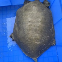 高质量鳖甲鱼
