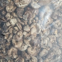 茶花茹(干香菇)