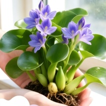 水葫芦草