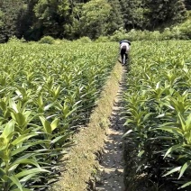 龙牙百合种，种植户无差价，包技术价格可面谈