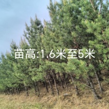 内蒙古樟子松1.6-5米工程绿化耐旱耐寒荒山造林成活率高