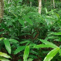 长期出售春砂仁苗，产地阳春市春砂仁种植基地直销