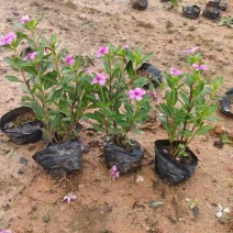 长春花20-50高，7斤袋，盆苗，一手货源，大量低价出售