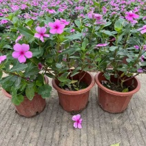长春花20-50高，基地直销，一手货源，大量低价出售