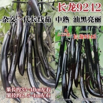 龙盛黑长茄子种子长龙9242长线茄种子油黑长条形茄子种籽
