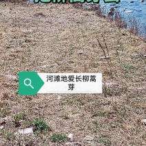 野生柳蒿芽