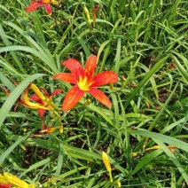 基地直供萱草现挖现发规格齐全货源足品质保证支持当地看货