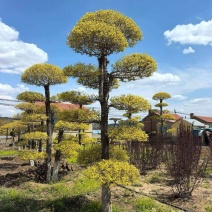 精品造型树庭院一栽档次立现四季常青多年精心培育观赏价值高