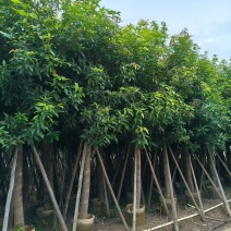 芒果树。绿化芒。10-12公分。普宁苗木基地直供