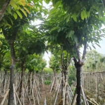 大叶紫薇，12-15公分。普宁苗木基地直供