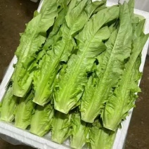 油麦菜