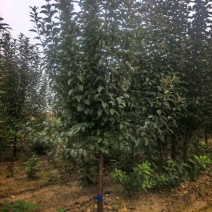 基地直供海棠苗批发货源充足年年开花上档次氛围感直接拉满