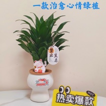 快乐多巴胺小雅典太阳神水培绿植