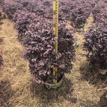 红继木基地直供自产自销量大价格实惠欢迎选购
