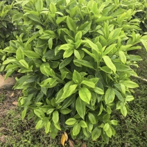 灰莉非洲茉莉基地直供自产自销一手货源量大价格实惠