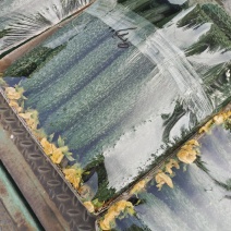 精品大棚黄瓜鲜花产地直供货源充足质量保证代发全国