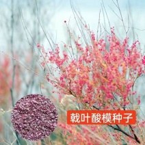 戟叶酸模种子林木种籽四季边坡护坡矿山生态修复恢复用种灌木
