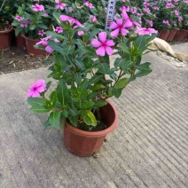 长春花20-50高，盆苗，7斤袋，各种规格，大量低价出售