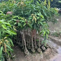 芒果果苗50-300高，基地直销，一手货源，大量低价出售