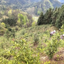 原生态天然野生茶园人工除草茶园