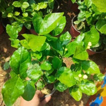 120双色盆优质重瓣茉莉，基地直发。
