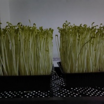 豌豆苗