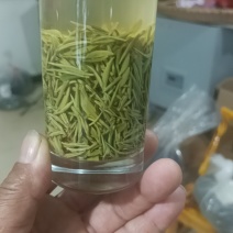 信阳毛尖