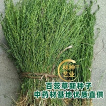 中药材百蕊草种子百乳草细须草青龙草提供视频看货